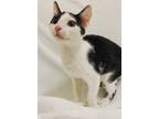 Adopt J.D. a Black & White or Tuxedo Domestic Shorthair (short coat) cat in