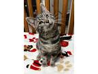 Adopt Watermelon Sugar a Gray or Blue Domestic Mediumhair / Domestic Shorthair /