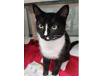 Adopt Blaze a All Black Domestic Shorthair / Domestic Shorthair / Mixed cat in