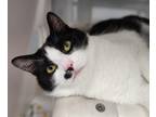 Adopt Zelda a White Domestic Shorthair / Domestic Shorthair / Mixed cat in