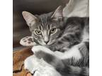 Adopt Celia a Gray or Blue Domestic Shorthair / Domestic Shorthair / Mixed cat