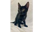 Adopt Louise a All Black Domestic Shorthair (short coat) cat in Greensboro