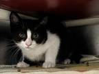 Adopt Bobo a All Black Domestic Shorthair / Domestic Shorthair / Mixed cat in