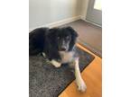 Adopt Sugar a Black Border Collie / Mixed dog in Driggs, ID (38881079)