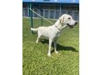 Adopt Charlie a White Labrador Retriever / Husky / Mixed dog in Violet