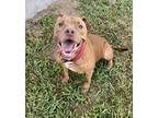 Adopt Butch a Brown/Chocolate American Pit Bull Terrier / Mixed dog in Violet