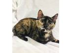 Adopt Thelma a Tortoiseshell Domestic Shorthair (short coat) cat in Greensboro