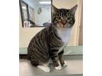 Adopt Luna a Brown Tabby Domestic Shorthair (short coat) cat in Manchester