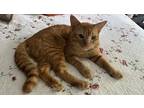 Adopt Unknown a Orange or Red Tabby Tabby / Mixed (short coat) cat in