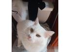 Adopt Mimi a White American Shorthair (medium coat) cat in Brooklyn