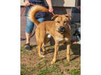 Adopt Goodfella a Red/Golden/Orange/Chestnut Mixed Breed (Large) / Mixed dog in