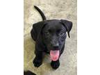 Adopt Nick a Black Labrador Retriever / Flat-Coated Retriever / Mixed dog in