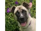 Adopt Alafair a Tan/Yellow/Fawn Mixed Breed (Large) / Mixed dog in Savannah