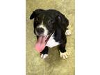 Adopt Dan a Black - with White Labrador Retriever / Border Collie / Mixed dog in