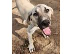 Adopt Whisky a Tan/Yellow/Fawn Cane Corso / Great Pyrenees / Mixed dog in