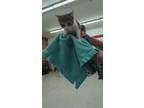 Adopt Edwina a Domestic Shorthair / Mixed (short coat) cat in Coshocton