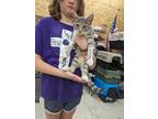 Adopt Freda a Domestic Shorthair / Mixed (short coat) cat in Coshocton