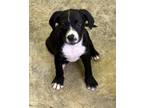 Adopt Titus a Black - with White Labrador Retriever / Border Collie / Mixed dog