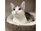 Adopt Sherry a Gray, Blue or Silver Tabby Domestic Shorthair (short coat) cat in