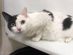 Adopt Dina a White Domestic Shorthair / Domestic Shorthair / Mixed cat in