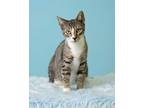 Adopt Elmer a Tan or Fawn Domestic Shorthair / Domestic Shorthair / Mixed cat in