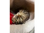 Adopt Trinity a Domestic Shorthair / Mixed (short coat) cat in Bloomington