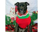 Adopt Ristretto a Brindle American Pit Bull Terrier / Mixed dog in Graham