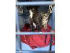 Adopt Stray kitten#2/N Lecanto Hwy a Gray or Blue Domestic Shorthair / Domestic
