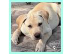 Adopt Nougat a Tan/Yellow/Fawn Labrador Retriever / Mixed dog in Rochester