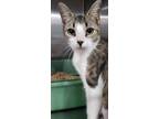 Adopt Gossip a Brown Tabby Domestic Shorthair (short coat) cat in Middletown