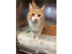 Adopt Batman a Orange or Red Domestic Shorthair (short coat) cat in Madison