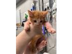 Adopt Ken a Orange or Red Domestic Shorthair / Domestic Shorthair / Mixed cat in