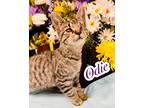 Adopt Odie a All Black Domestic Mediumhair / Domestic Shorthair / Mixed cat in