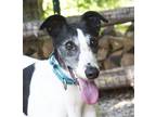 Adopt Ellie a White - with Black Greyhound / Mixed dog in Ware, MA (38879794)
