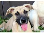 Adopt Hazel a Tan/Yellow/Fawn - with Black Shepherd (Unknown Type) / Terrier