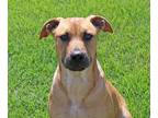 Adopt Harper a Tan/Yellow/Fawn - with Black Shepherd (Unknown Type) / Terrier