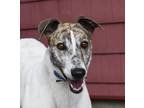 Adopt Maggie a Brindle - with White Greyhound / Mixed dog in Ware, MA (38879728)