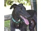 Adopt Chief a Black Greyhound / Mixed dog in Ware, MA (38879722)