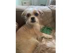 Adopt Luna a Brown/Chocolate Pekingese / Poodle (Standard) / Mixed dog in
