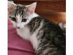 Adopt Hemi a Gray, Blue or Silver Tabby Domestic Shorthair (short coat) cat in