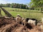 Adopt Zoë a Tan/Yellow/Fawn Mutt / Mixed dog in Columbia, SC (38879500)