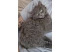 Adopt Saylor or Sierra a Gray or Blue Domestic Mediumhair (medium coat) cat in