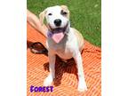 Adopt Forest a Brown/Chocolate Mixed Breed (Large) / Mixed dog in Kiln