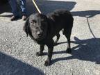 Adopt Piney a Black Mixed Breed (Medium) / Mixed dog in Blue Ridge
