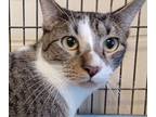 Adopt Nemo a Gray, Blue or Silver Tabby Domestic Shorthair (short coat) cat in