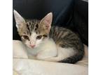 Adopt Sebastian a Gray or Blue American Shorthair / Mixed cat in Chatsworth