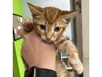 Adopt Austen a Orange or Red Domestic Shorthair / Mixed cat in Columbiana