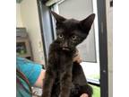Adopt Dozer a All Black Domestic Shorthair / Mixed cat in Columbiana