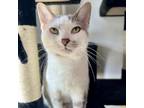 Adopt Boo (aka Lily) a White Domestic Shorthair / Mixed cat in Galesburg