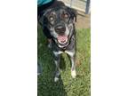 Adopt Joe a Black Labrador Retriever / Mixed dog in Vincennes, IN (38879156)